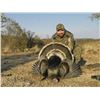 Image 3 : Mexican Gould's Turkey Hunt for 1 Hunter