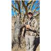 Image 8 : Mexican Coues Deer Hunt for 1 Hunter