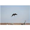 Image 1 : Texas Sandhill Crane Hunt