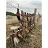 Image 3 : South Dakota Pheasant for 4 hunters