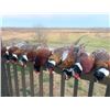 Image 2 : Missouri Pheasant Hunt with Snowgoose Option