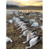 Image 3 : Missouri Pheasant Hunt with Snowgoose Option