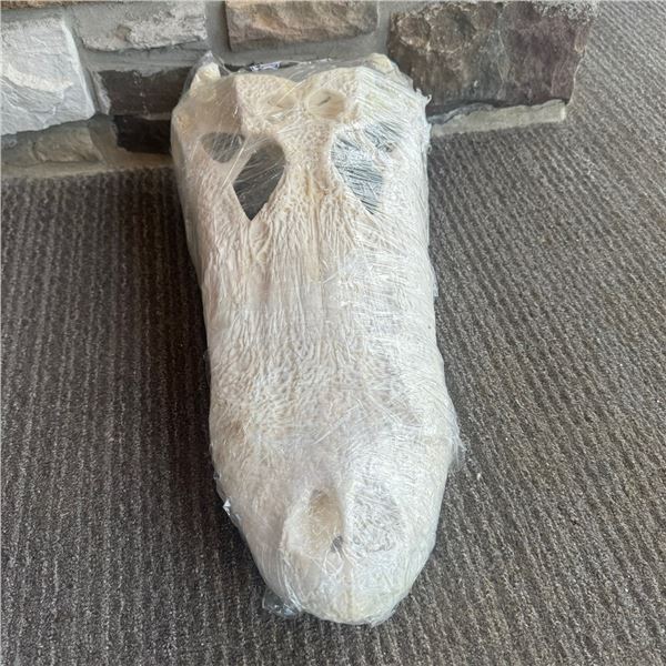 American Alligator Skull
