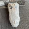 Image 1 : American Alligator Skull