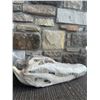 Image 2 : American Alligator Skull