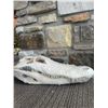 Image 3 : American Alligator Skull