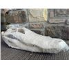 Image 4 : American Alligator Skull