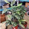 Image 2 : TWO ARTIFICIAL PLANTS AND WALL DECOR