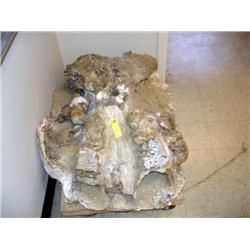 Large Mastadont Skull Fossil