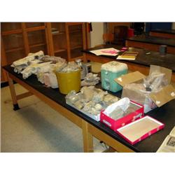 Assortment of Skeletins/Fossils/Rocks