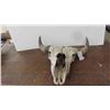 Image 1 : Bison Skull