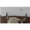 Image 2 : Bison Skull