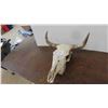 Image 1 : Bovinae Skull 