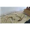 Image 4 : 7 Deer Shed Antlers 