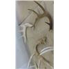 Image 5 : 7 Deer Shed Antlers 