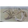 Image 6 : 7 Deer Shed Antlers 