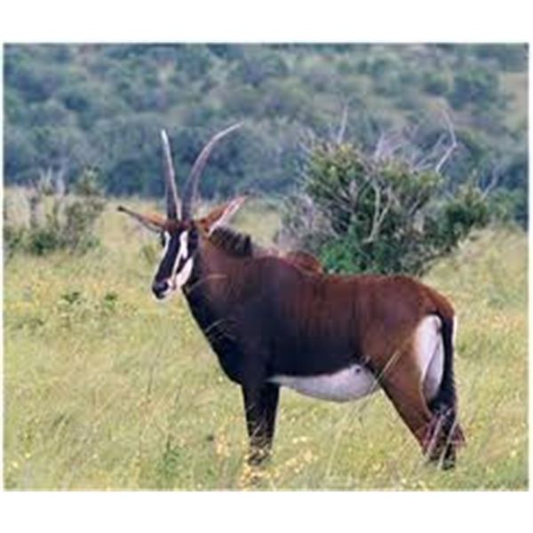 $2,250 Trophy Fee Credit Per Hunter South African Plains Game 8-day Hunt -2 Hunters and 2 Observers