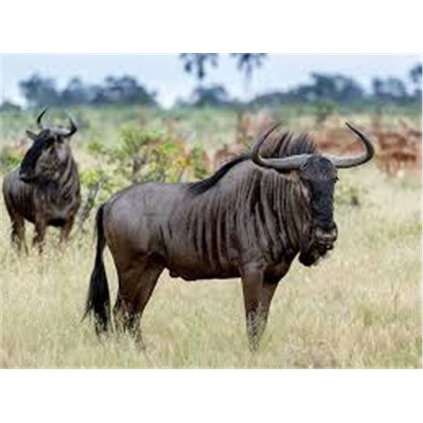 2 Hunters South Africa Plains Game Hunt for Six Animals split by hunters (6 Days)