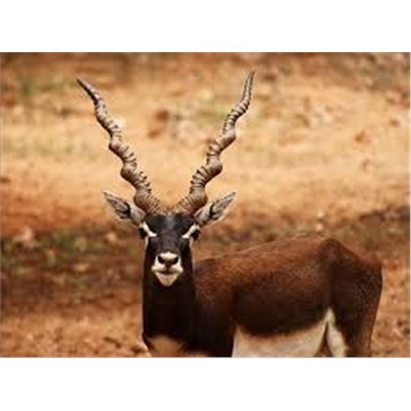 Argentina - 5 Days for 2 Hunters with Catena Safaris for 1 Blackbuck and 1 Patagonia Ram