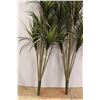 Image 4 : * (2) Artificial Tropical Plant - 64" Tall
