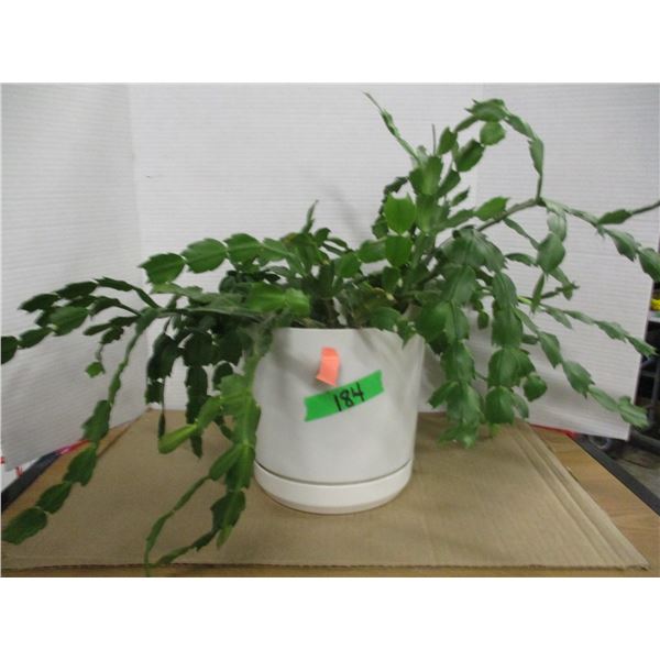 ESTATE:  CHRISTMAS CACTUS PLANT (LIVE)