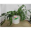 Image 1 : ESTATE:  CHRISTMAS CACTUS PLANT (LIVE)