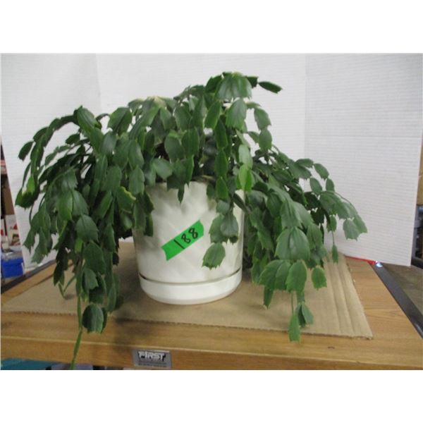 ESTATE:  CHRISTMAS CACTUS PLANT (LIVE)