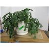Image 1 : ESTATE:  CHRISTMAS CACTUS PLANT (LIVE)