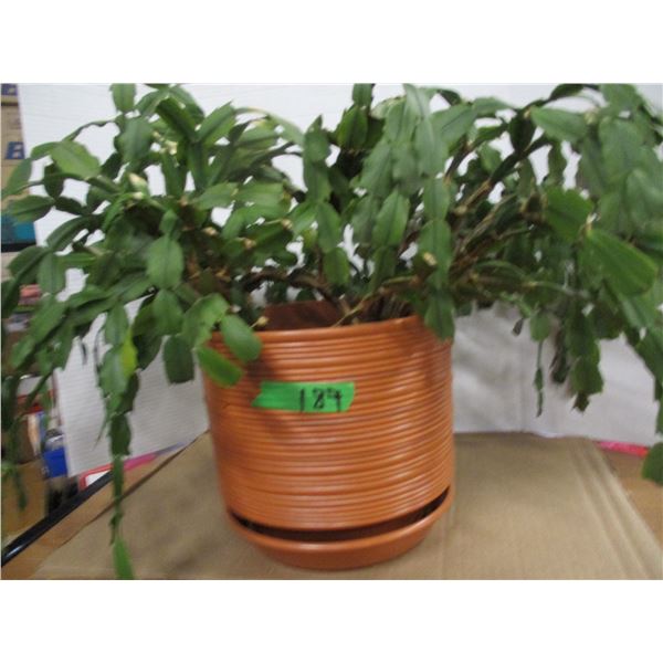 ESTATE:  CHRISTMAS CACTUS PLANT (LIVE)