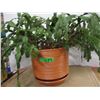 Image 1 : ESTATE:  CHRISTMAS CACTUS PLANT (LIVE)