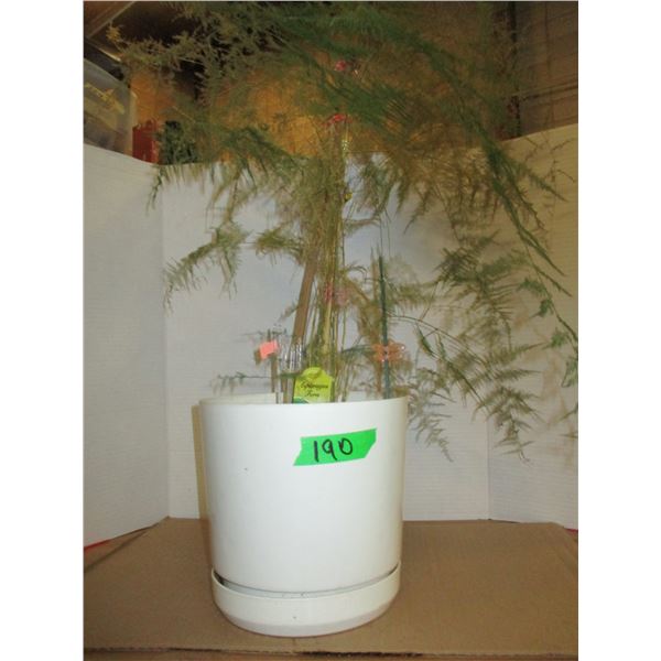 ESTATE:  ASPARAGUS TREE