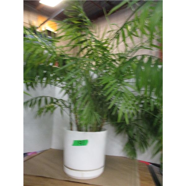 ESTATE:  FERN PLANT