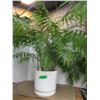 Image 1 : ESTATE:  FERN PLANT