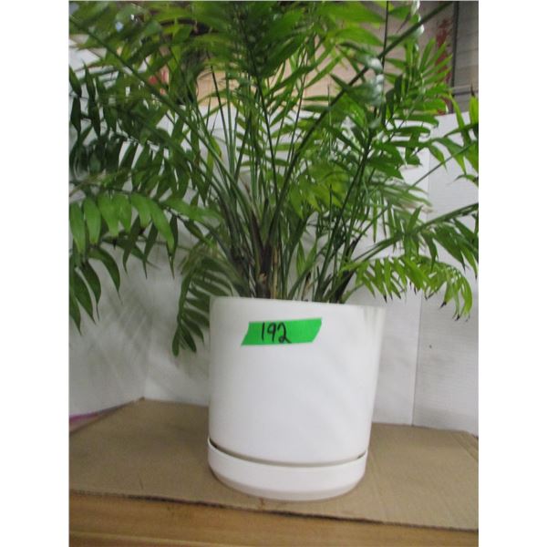 ESTATE:  FERN PLANT