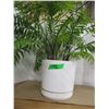 Image 1 : ESTATE:  FERN PLANT