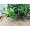 Image 1 : ESTATE:  ARTIFICIAL PLANT