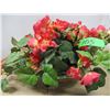 Image 1 : ESTATE:  ARTIFICIAL PLANT