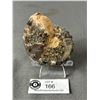 Image 1 : 3.5" Ammonite Fossil (Moroco) MSRP $680.00