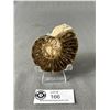 Image 2 : 3.5" Ammonite Fossil (Moroco) MSRP $680.00