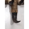 Image 10 : Lot of 3 Buffalo Horn Hat Racks
