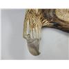 Image 2 : Native Hand-carved Moose Antler