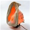 Image 13 : HORNED HELMET SEASHELL LAMP ALA MAKANA HAWAII