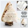 Image 1 : HORNED HELMET SEASHELL LAMP ALA MAKANA HAWAII