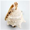 Image 2 : HORNED HELMET SEASHELL LAMP ALA MAKANA HAWAII