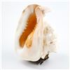 Image 7 : HORNED HELMET SEASHELL LAMP ALA MAKANA HAWAII