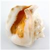 Image 8 : HORNED HELMET SEASHELL LAMP ALA MAKANA HAWAII