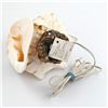 Image 9 : HORNED HELMET SEASHELL LAMP ALA MAKANA HAWAII