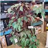 Image 2 : APPROX 5FT FAKE PLANT