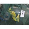 Image 2 : Plastic Sea Horse Décor w/Traps