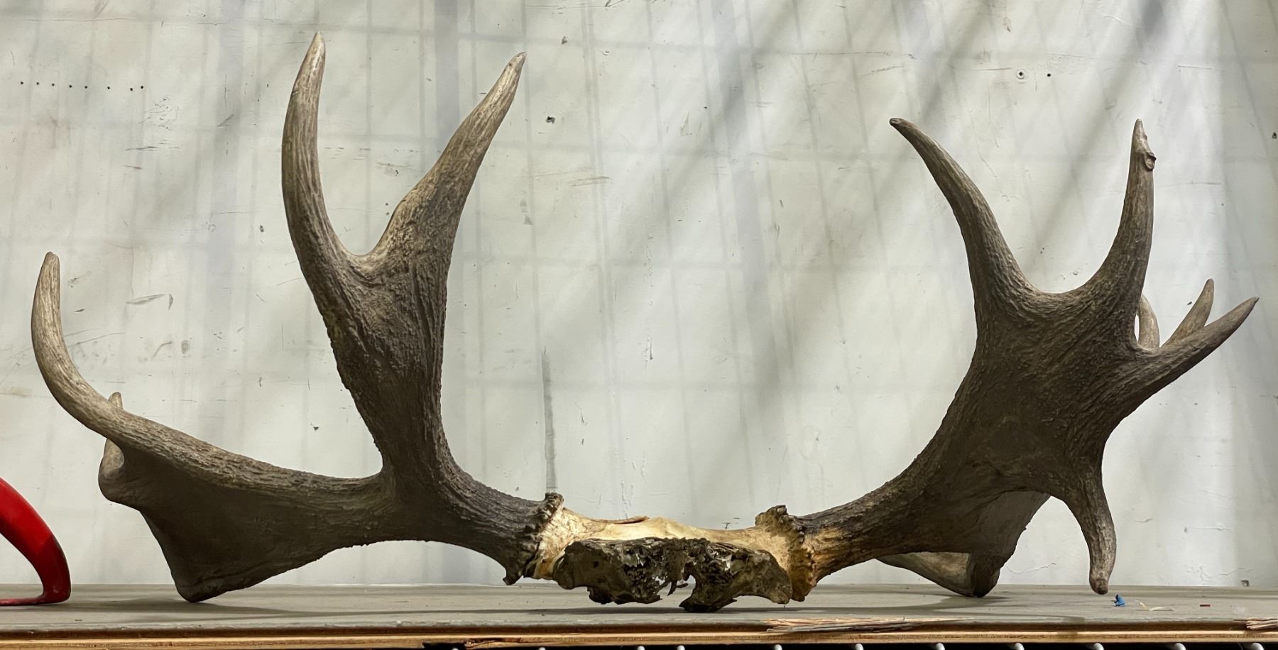 Authentic Moose Antlers